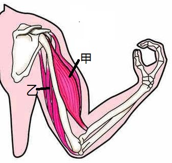 1试题题目如图中甲乙表示两组肌肉群图中动作发生时a甲乙同时收缩b甲