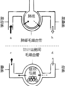 如图为气体交换示意图,请据图回答下列问题