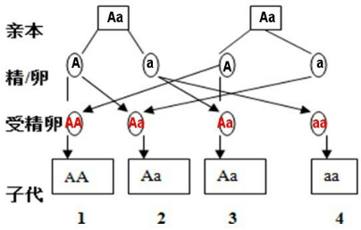 如图所示: (3)由这对基因的遗传图解可知,这对夫妇所生子女中患白化病