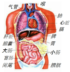 人体中的膈将体腔分为______和______.