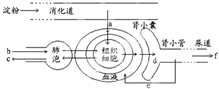 如图是淀粉经消化后的最终产物a进入血液,再进入组织细胞参与代谢,以