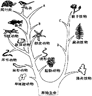 观察下面的"生物进化树",回答下面的问题.