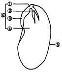 观察大豆种子的部分结构示意下图,看看下列有关叙述中