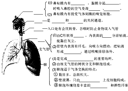 归纳总结呼吸系统的组成和各部分的特点及功能