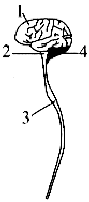 如图表示人的中枢神经系统,请据图回答