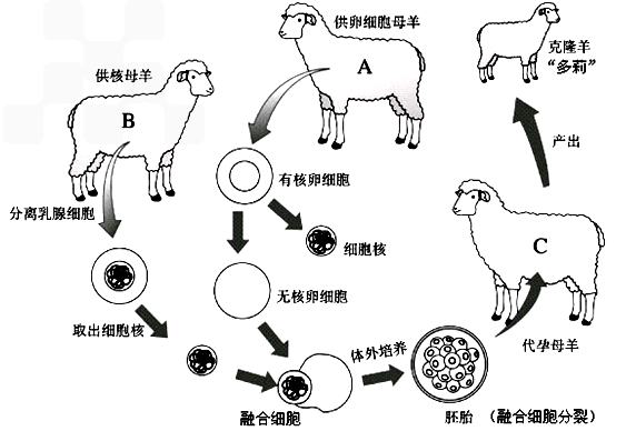 如图是产生克隆羊,请据图回答下面的问题.