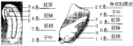 如图所示是菜豆和玉米种子结构请根据图填写它们的结构名称